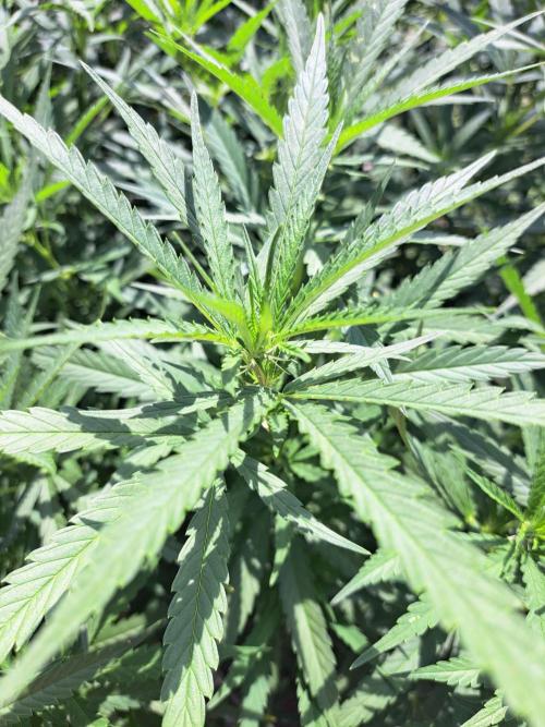 GH Biscotti#7 Zamnesia CLONE. Week 21 - DAY150