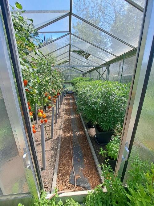 GH Cookies Gelato CLONE. Week 20 - DAY145 Overview greenhouse. Cookies Gelato are in the back
