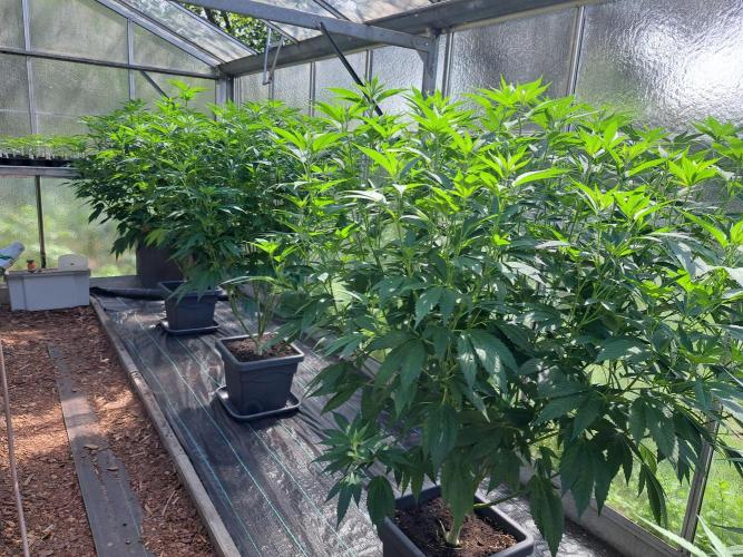 GH Cookies Gelato CLONE. Week 20 - DAY145