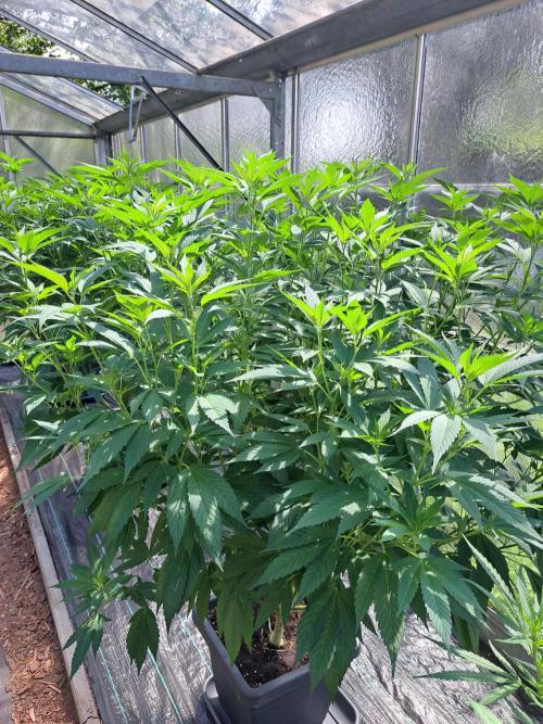 GH Cookies Gelato CLONE. Week 20 - DAY145