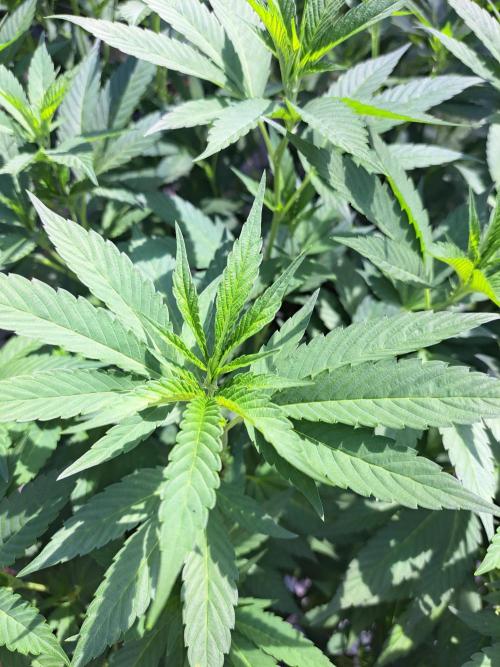 GH Cookies Gelato CLONE. Week 20 - DAY145