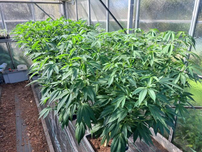 GH Cookies Gelato CLONE. Week 20 - DAY146 After topping