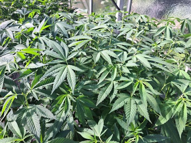 GH Cookies Gelato CLONE. Week 20 - DAY146 After topping