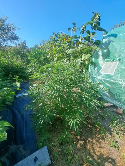 OUT Biscotti#7 CLONE. Week 10 - DAY69 Plant #2