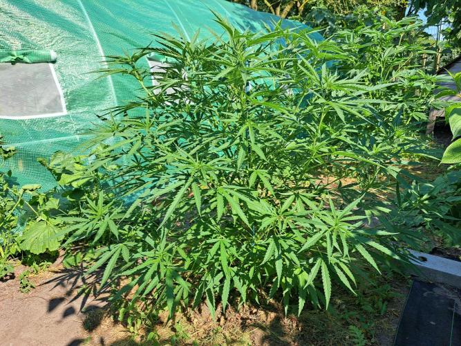 OUT Biscotti#7 CLONE. Week 10 - DAY69 Plant #2