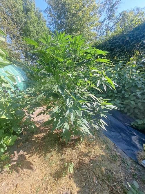 OUT Cookies Gelato CLONE. Week 10 - DAY69 Plant #1