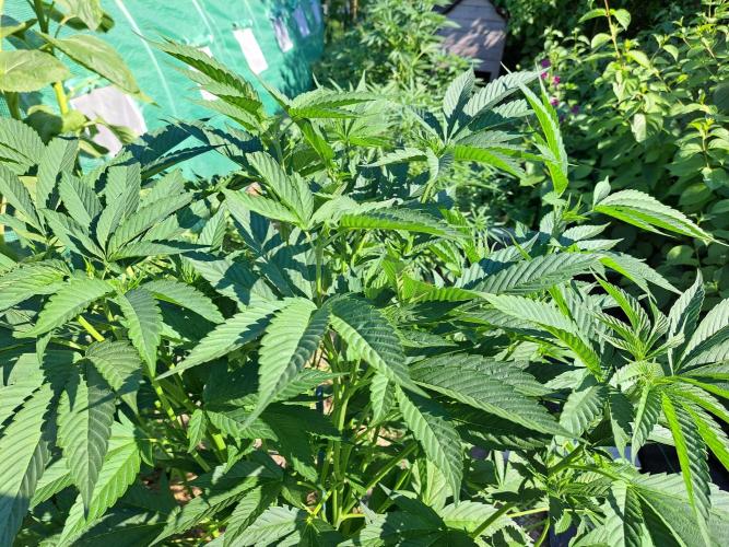 OUT Cookies Gelato CLONE. Week 10 - DAY69 Plant #1