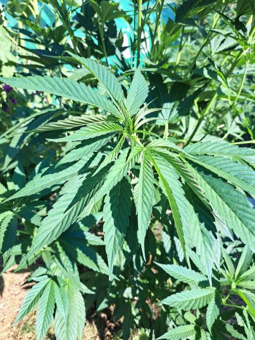 OUT Cookies Gelato CLONE. Week 10 - DAY69 Plant #1