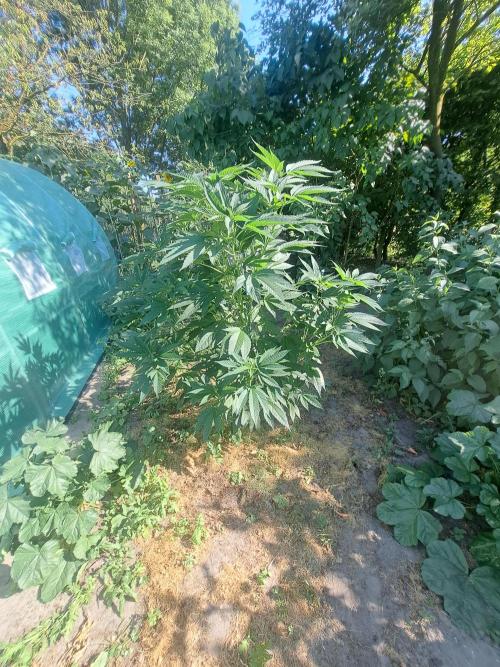 OUT Cookies Gelato CLONE. Week 10 - DAY69 Plant #2