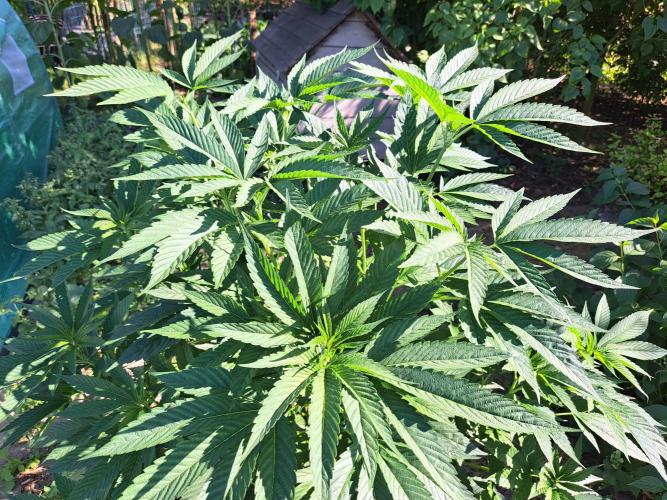 OUT Cookies Gelato CLONE. Week 10 - DAY69 Plant #2