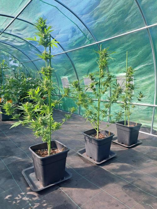 Mikromachine Auto. Week 10 - DAY76 Overview all 3 plants