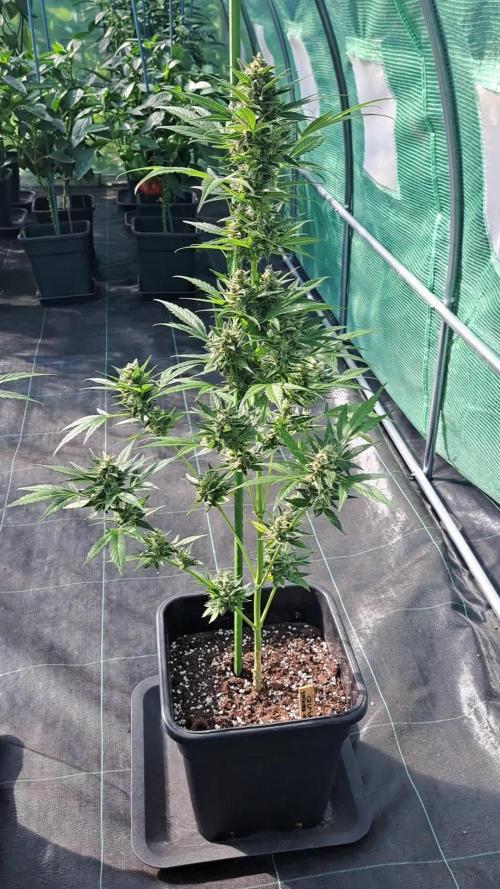 Mikromachine Auto