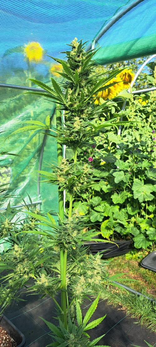 Mikromachine Auto. Week 10 - DAY76 Plant #1