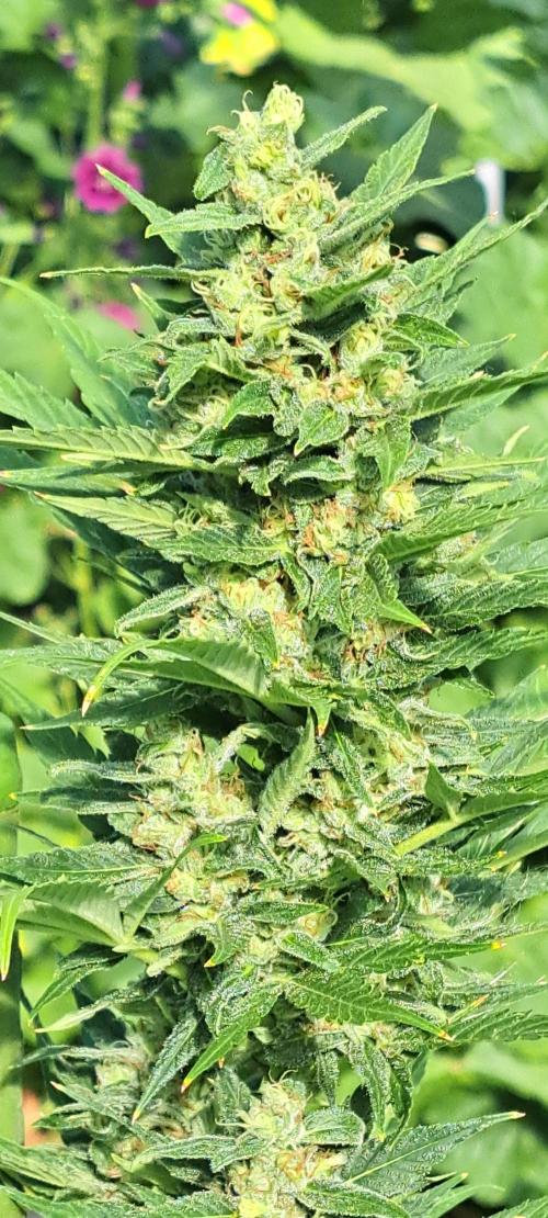 Mikromachine Auto. Week 10 - DAY76 Plant #1