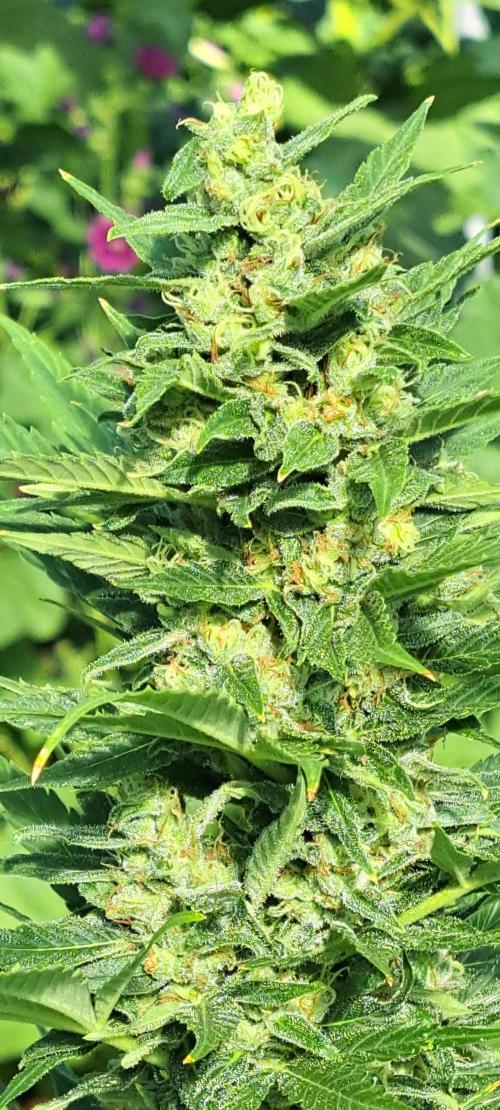 Mikromachine Auto. Week 10 - DAY76 Plant #1