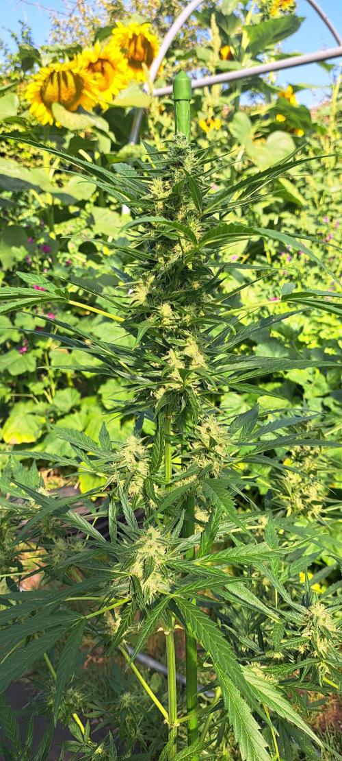 Mikromachine Auto. Week 10 - DAY76 Plant #2