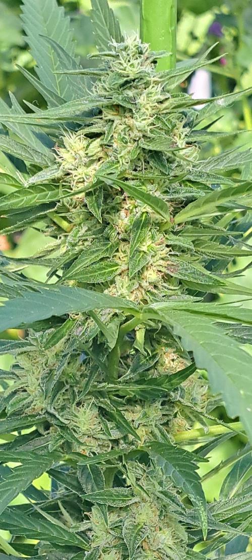 Mikromachine Auto. Week 10 - DAY76 Plant #2