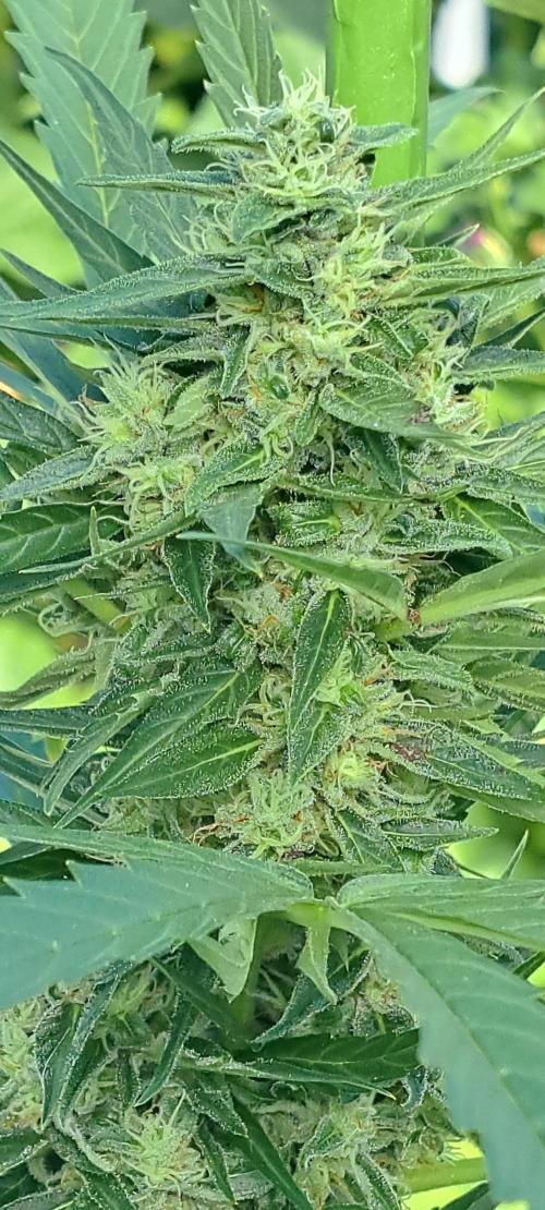 Mikromachine Auto. Week 10 - DAY76 Plant #2