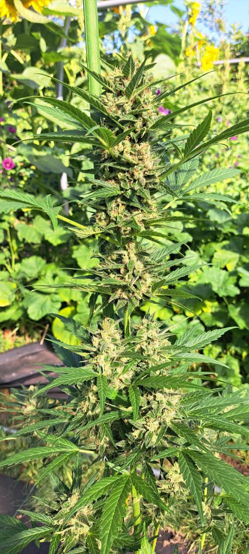 Mikromachine Auto. Week 10 - DAY76 Plant #3