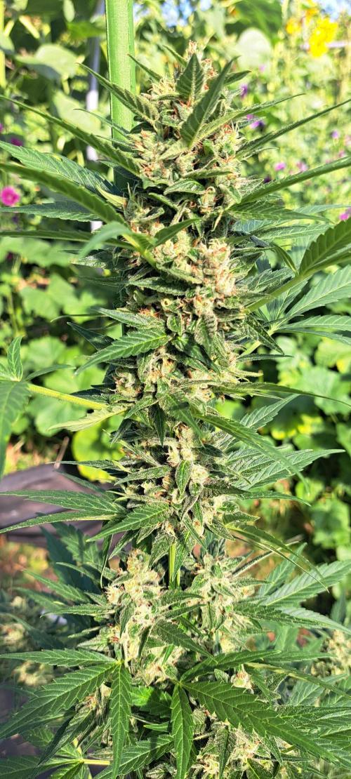 Mikromachine Auto. Week 10 - DAY76 Plant #3