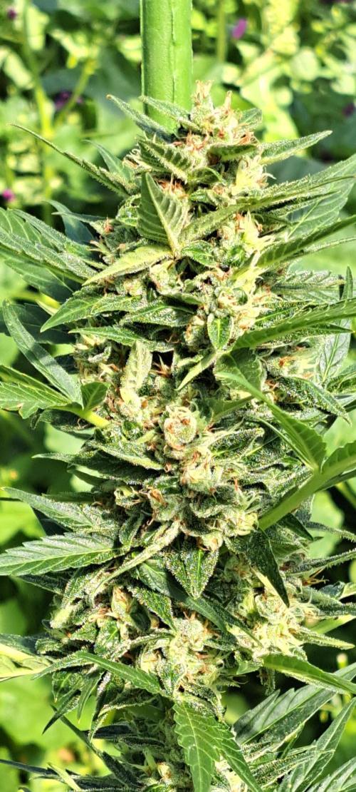 Mikromachine Auto. Week 10 - DAY76 Plant #3