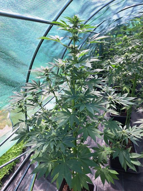 Zoap Rosé. Week 10 - DAY76