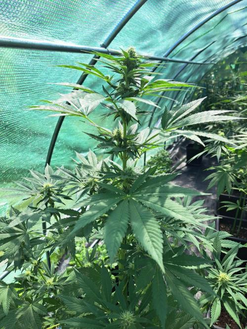 Zoap Rosé. Week 10 - DAY76
