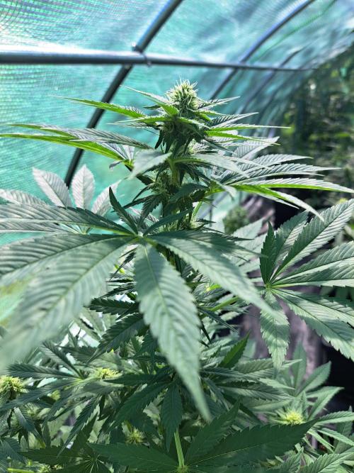 Zoap Rosé. Week 10 - DAY76