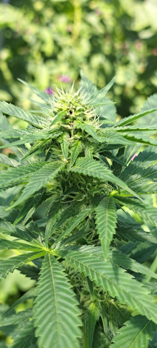 Zoap Rose. Week 10