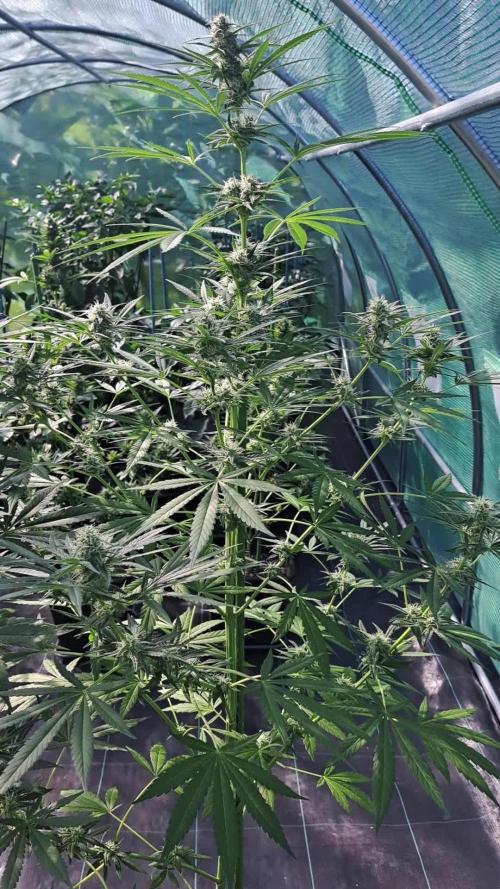 Amnesia Haze Go Fast
