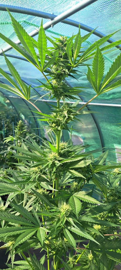 Amnesia Haze Go Fast. Week 10 - DAY76 Plant #1