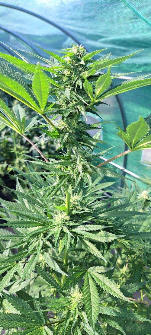 Amnesia Haze Go Fast. Week 10 - DAY76 Plant #1