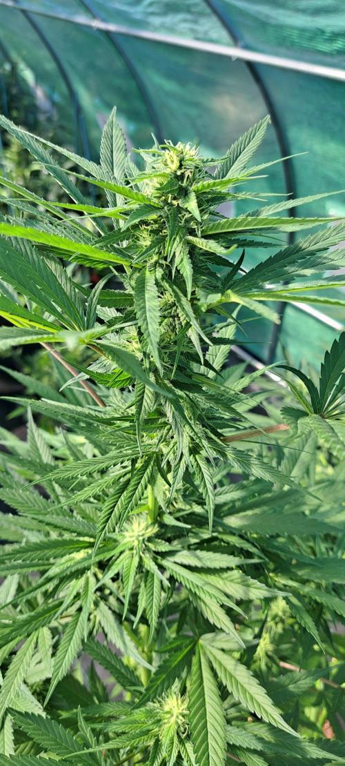 Amnesia Haze Go Fast. Week 10 - DAY76 Plant #1