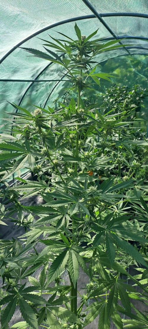 Amnesia Haze Go Fast. Week 10 - DAY76 Plant #2