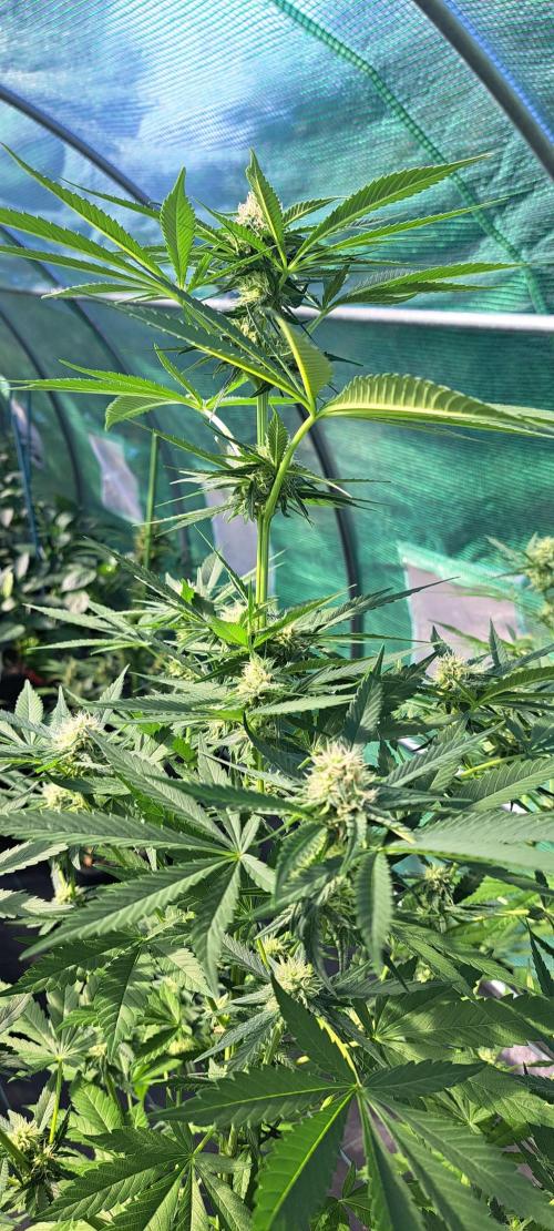 Amnesia Haze Go Fast. Week 10 - DAY76 Plant #2