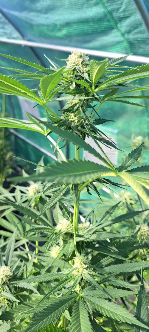 Amnesia Haze Go Fast. Week 10 - DAY76 Plant #2