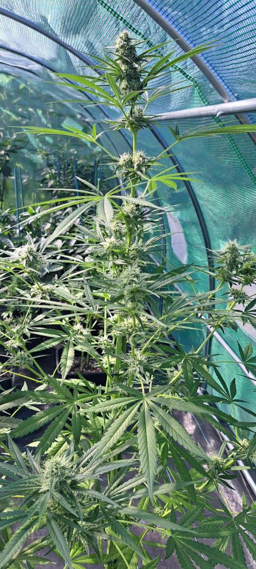 Amnesia Haze Go Fast. Week 10 - DAY76 Plant #3