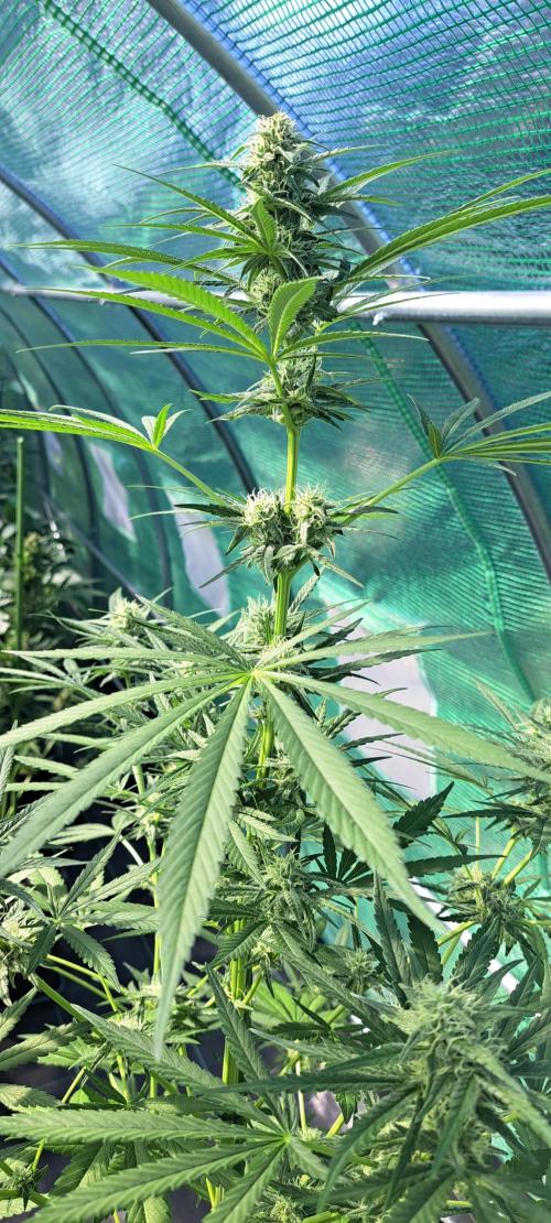 Amnesia Haze Go Fast. Week 10 - DAY76 Plant #3