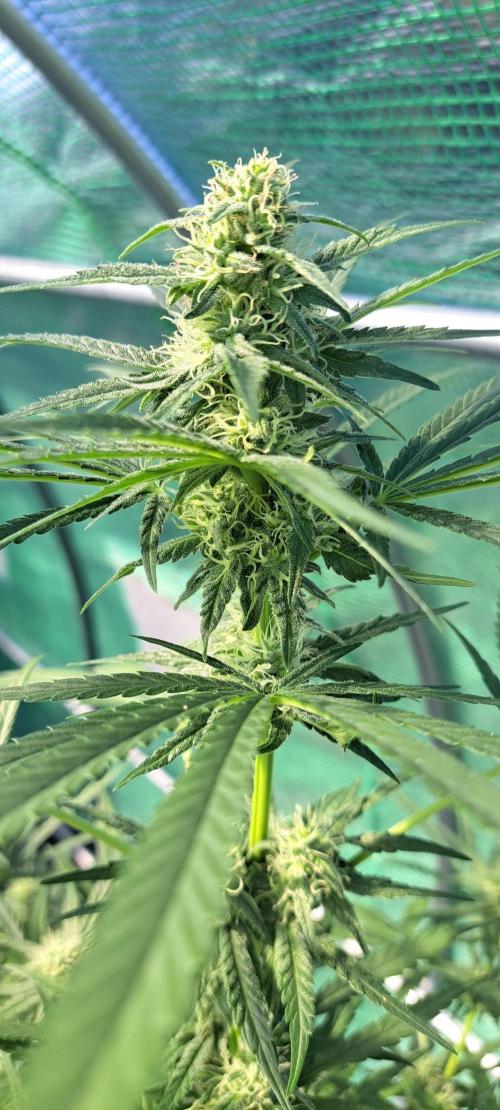 Amnesia Haze Go Fast. Week 10