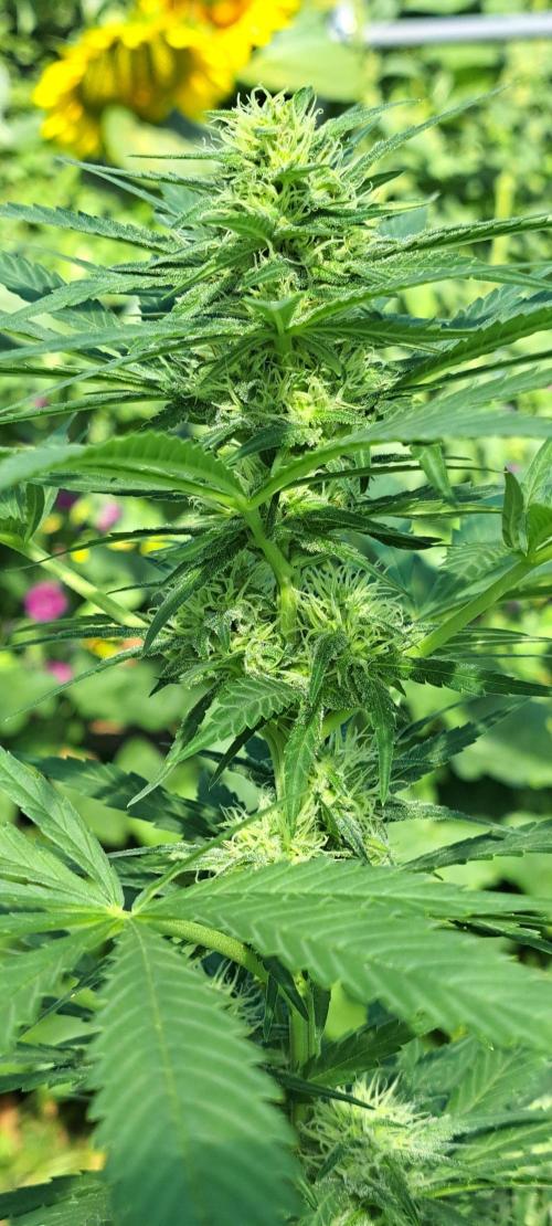Clementine Slush. Week 10 - DAY76 Plant #1