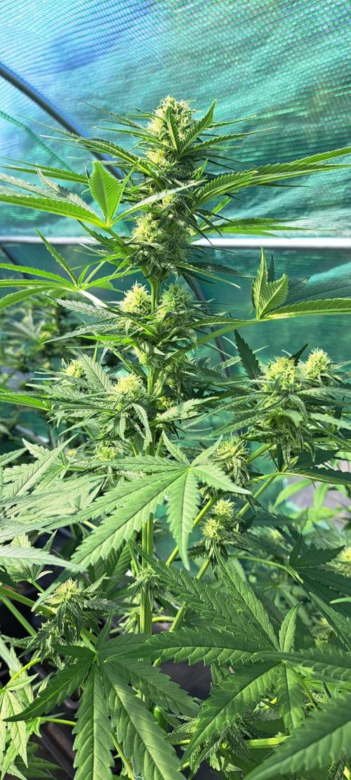 Clementine Slush. Week 10 - DAY76 Plant #2