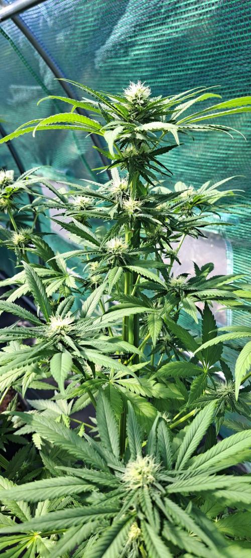 Clementine Slush. Week 10 - DAY76 Plant #3