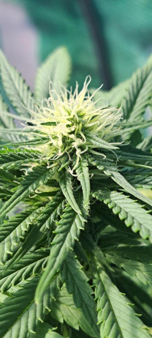 Clementine Slush. Week 10 - DAY76 Plant #3