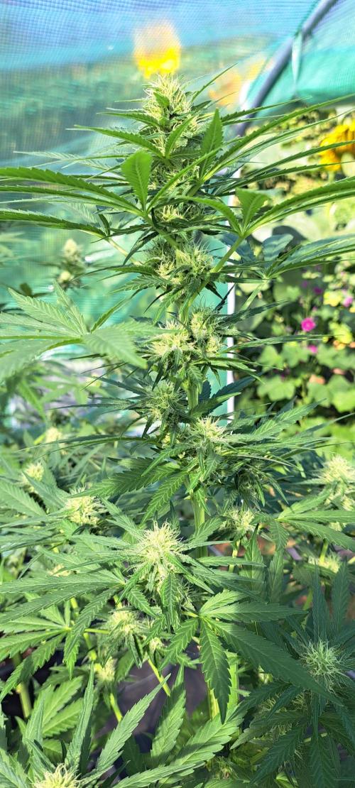 Clementine Slush. Week 10 - DAY76 Plant #1