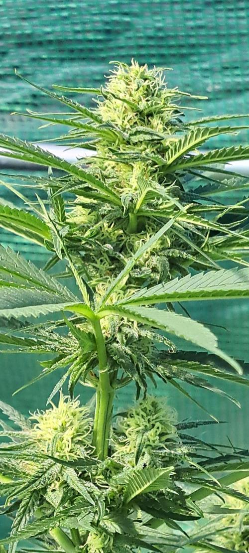 Clementine Slush. Week 10 - DAY76 Plant #2