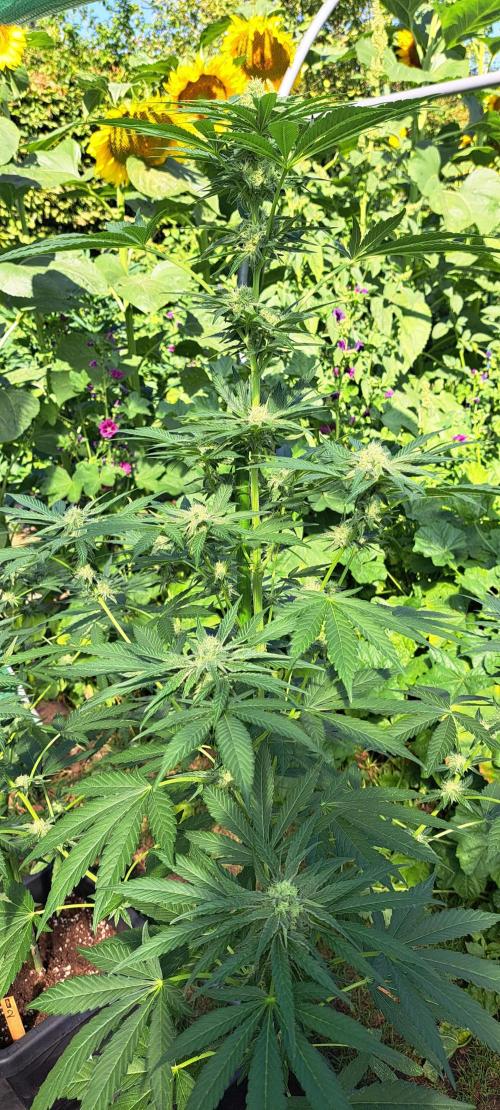 Permant Marker X Georgia Pie. Week 10 - DAY76 Plant #1