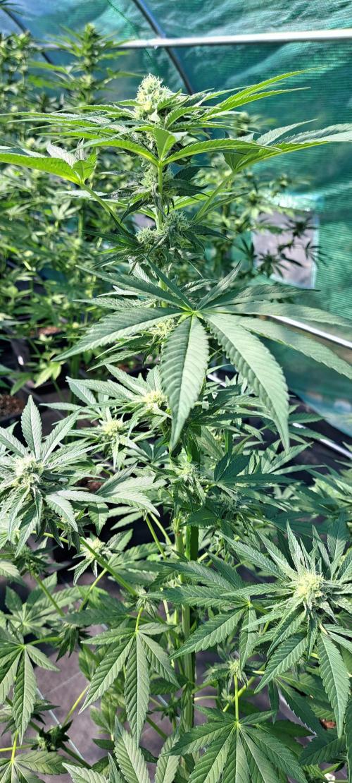 Permant Marker X Georgia Pie. Week 10 - DAY76 Plant #1