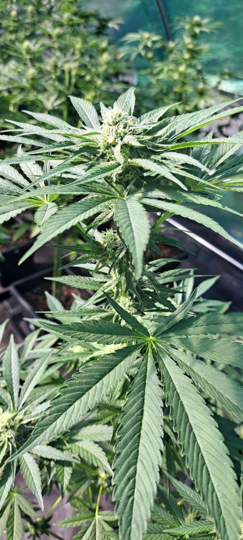 Permant Marker X Georgia Pie. Week 10 - DAY76 Plant #1