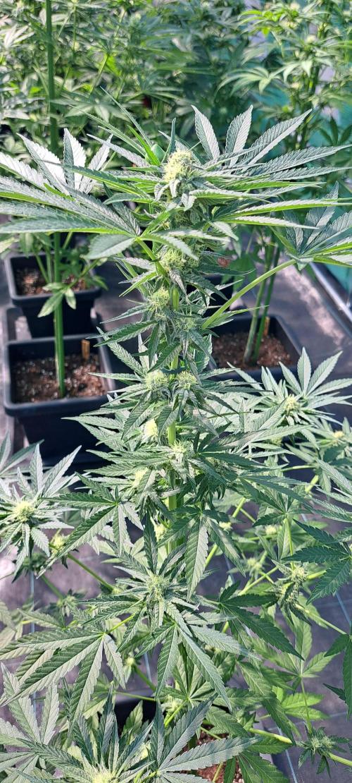 Permant Marker X Georgia Pie. Week 10 - DAY76 Plant #2