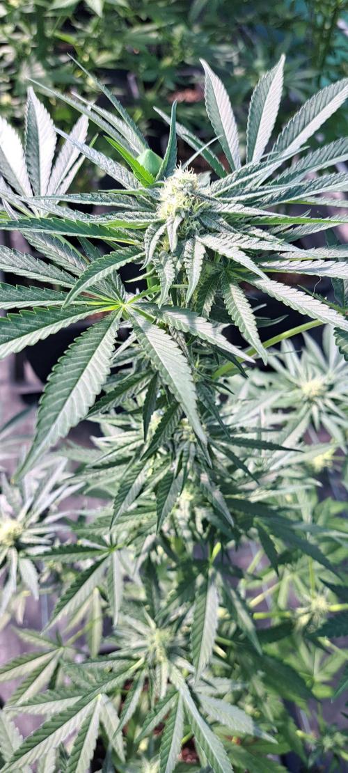 Permant Marker X Georgia Pie. Week 10 - DAY76 Plant #2